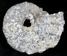 Agate/Chalcedony Replaced Ammonite Fossil #25504-1